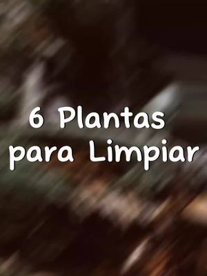 A post by @el_ojo_turco on TikTok caption: 🧿 Plantas para limpiar Cuarzos 🧿 #piedraspreciosas💎 #fpryoupage #tiktokponmeenparati #🧿 #thebeatles #hola 