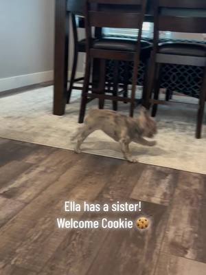 A post by @french.vanilla.ella on TikTok caption: Our newest addition to the family ❤️Welcome Cookie 🍪 Let the zoomies begin! #frenchvanillaella #fyp #fypシ #cookiesandcream #cookiesncream #zoomies #zooming #zoom #frenchies #frenchbulldog #frenchbulldogpuppy #sisters #sisterlove #bestfriend #BestFriends #doglife #2dogs #twodogs #twodogsarebetterthanone 