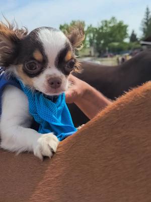 A post by @twisted_kneecap0 on TikTok caption: #freedomriders #freedompony #paul'spizzaaridre #freedom #freedompuppy #chihuahuapuppy #chihuahuasoftiktok #chihuahua #chihuahualife #bestlife