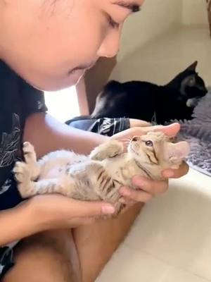 A post by @cutiemeow1230 on TikTok caption: #catvideo #funnycat #cat #fyp #tiktok