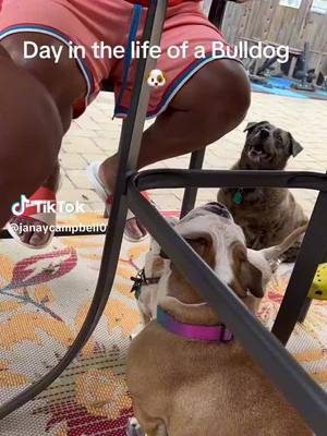 A post by @oaklandtakesover on TikTok caption: Sunday funday! #dogvoiceover #bulldog #fyp #dogsoftiktok 