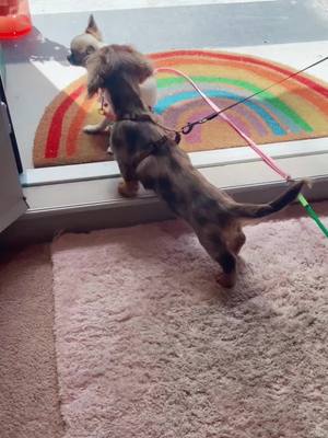 A post by @supertherese25 on TikTok caption: Chihuhua VS teckel 😂  #chihuahua #chihuahuapuppy  #chihuahuastiktok #teckel #teckelpuppy #teckelsoftiktok #dachshund #dachshundsoftiktok #dachshundpuppy #rainbow #cataliajaccio