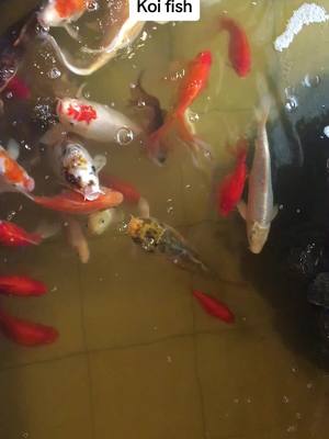 A post by @oceanic_wonders on TikTok caption: When i cant get to running natural water.. Koi will do! #koifish #fyp #relaxation