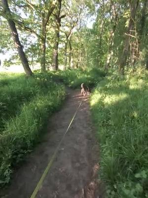 A post by @mrs.dk01 on TikTok caption: Summer morning in the forest? yes please  🐾🐾💖💖 #worldofloki #Loki #rescuedog #sirbobby #enjoylife #dogslife #doglovers #mansbestfriend #dogoftheday #cutedogs #derpdog #happydog #smile #dogwalk #forestwalk #scenery #nature #lovemydogs #sharethelove 