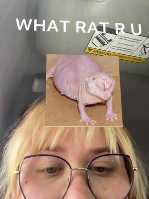 A post by @tori2hands on TikTok caption: This is my favorite rat option