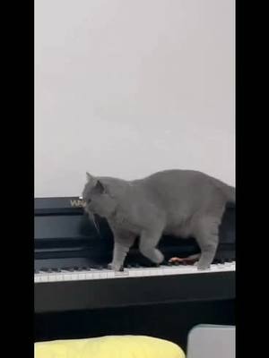 A post by @cutiemeow1230 on TikTok caption: #catvideo #funnycat #cat #fyp #tiktok