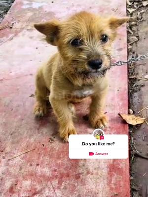 A post by @dnbvb7972 on TikTok caption: #question from @dnbvb7972 #poor #poordog #dogs #foryou 