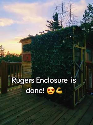 A post by @rugerthemink on TikTok caption: #rugerthemink #ruger gets a #surprise #mink #minkgirl #PetsOfTikTok #fyp #tiktokmink #riverrat #🖤 #🐾 #enclosure #goodmorning #tiktok 