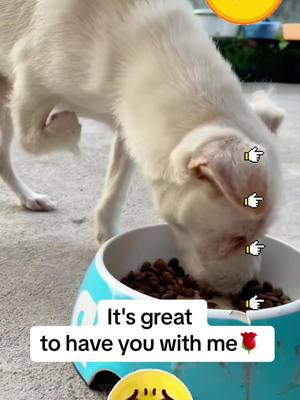 A post by @pet_baby68 on TikTok caption: #PetsOfTikTok #pet #dogsoftiktok #dog #dogs 