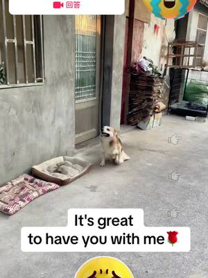 A post by @pet_baby68 on TikTok caption: 来自@pet_baby68的#回答  #PetsOfTikTok #pet #dogsoftiktok #dog #dogs 