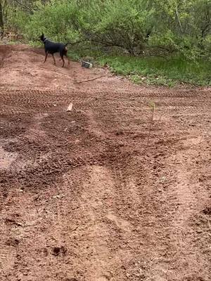 A post by @keena0419 on TikTok caption: Off leash hiking #dobermanpinscher #dobermans_of_tiktok #ecollartrained #ecollarsarenotshockcollars 