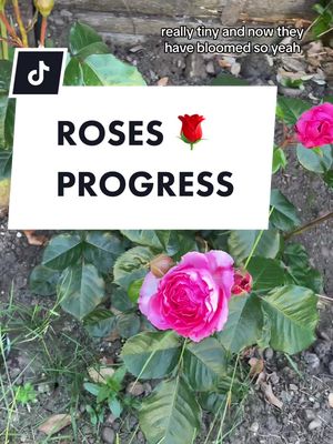 A post by @jessica_grizzle on TikTok caption: ROSES PROGRESS 🌹 They’ve started to bloom #roses #gardenroses #grizzlegarden #gardenwithme 