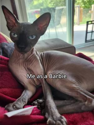 A post by @roseandthings on TikTok caption: #CapCut omg they gave my cat boobs and turned her into a monster 😅 #barbiegirl  #fyp #barbiegirlchallenge  #barbiegirlgonebad  #cat 