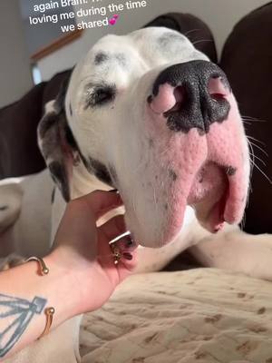 A post by @wtf.am.i.doing.on.tictoc on TikTok caption: Thanks for sharing a slice of heaven with me Bram. 💕 #dogsoftiktok #greatdane #greatdanesoftiktok