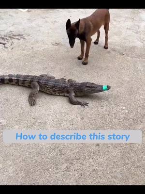 A post by @funnystory_on on TikTok caption: 😂😂😂#foryou #animals #funny #pet 