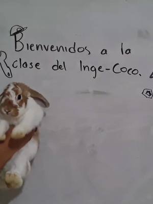 A post by @the.cocoo on TikTok caption: Coco inge 2 #🥥 #conejo #coco #foryou #parati #fyp #viral #tiktokviral #ingeniero #ingeniería #arquitecto #construcción #casas #chalanes #albañiles #construccióndecasa #tutorial #funny #humor #torres #avión 