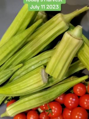 A post by @kamishamaynard on TikTok caption: Today's Harvest FYP#Sustainability #garden #vegan #farmlife #@barefootbeauty420 @The Happy Plantress @Vegan Life @vegetableplanting.uk @Sustainability for Beginners🌿 