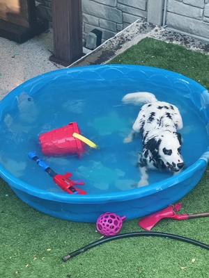 A post by @dalmatianventures on TikTok caption: Water babies!!!  #dal #dalmatian #dalmatiansoftiktok #dogsoftiktok #dogs #dogvideos #littermates #puppies #puppy #puppylove #puppiesoftiktok #101dalmatians #playtime