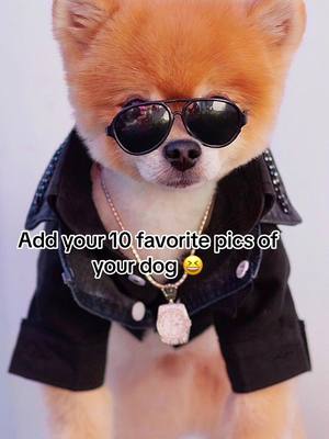 A post by @bentleythepomofficial on TikTok caption: I swear this dog has better clothes than me 😅 #fyp #dogsoftiktok #CapCut #pom #fashiontiktok 