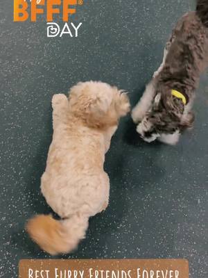 A post by @dogtopiamaplewood on TikTok caption: Best Furry Friends Forever 🧡  @Dogtopia  #dogsofdogtopia #dogtopiadaycare #dogtopiamaplewood #dogtopia 