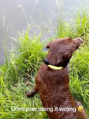 A post by @mailmanbennett on TikTok caption: #labrador