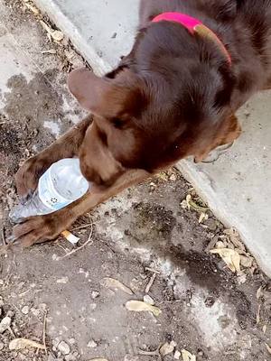 A post by @mailmanbennett on TikTok caption: Anyone elses dog drink water like tbis ? Lol she takes cap off herself too and most the time dont spill a drop ! #labrador #labradorretriever #dogsoftiktok