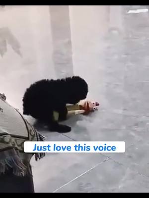 A post by @funnystory_on on TikTok caption: 😀#foryou #animals #funny #pet 