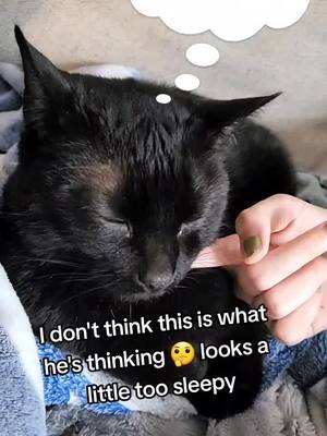 A post by @astrojoker on TikTok caption: cat thoughts... #catsoftiktok #cat #fyp #filter #gay #alt 