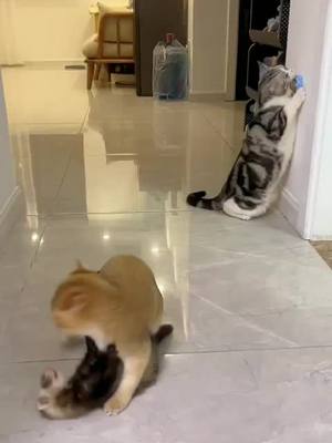 A post by @cutiemeow1230 on TikTok caption: #funnycat #catvideo #cat #fyp #tiktok