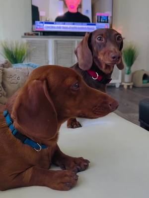 A post by @i_am_peabody on TikTok caption: Yummy p-nut butter @Jif  #dachshundsoftiktok #dachshunds #doxies #doxiesoftiktok #dogs #dog #minidoxies #dachshunds #fy #fypシ #fyp #forypupage #foryou #PetsOfTikTok #pets #brothers