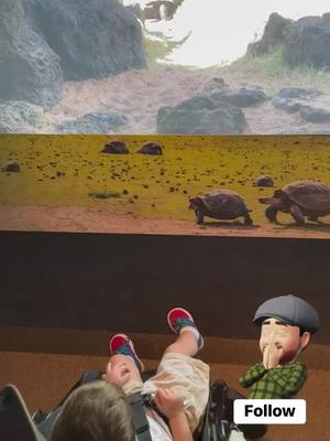 A post by @skippymatt1 on TikTok caption: #tortoise #houstonzoo #houston #zoo 