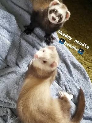 A post by @vukobird on TikTok caption: My boys || #ferret #ferretsoftiktok #ferrets #carpetshark 