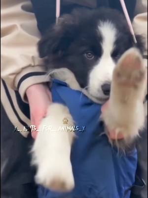 A post by @x_.edits_.for_.animals_x on TikTok caption: #foryou #bordercollie #fypシ cr me? #fypシ゚viral #dogsofttiktok #popular #edit #wallpaper 