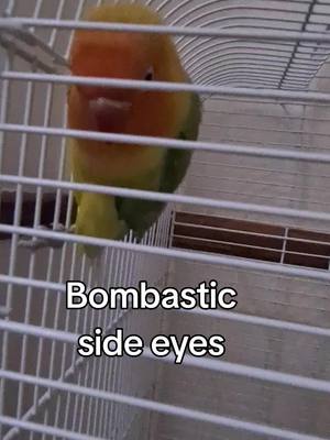 A post by @englaugh007 on TikTok caption: bombastic side eye #bird #fyp #foryou 