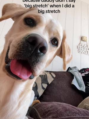 A post by @itstayatime_ on TikTok caption: I always need my big stretch #labrador #dogsoftiktok #dogsoftiktokviral #funnydog 