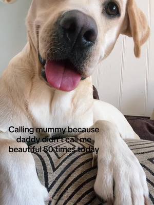 A post by @itstayatime_ on TikTok caption: Needy af #labrador #dogsoftiktok #dogsoftiktokviral #funnydog #fyp 