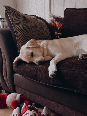 A post by @itstayatime_ on TikTok caption: Fur babies are family #labrador #dogsoftiktok #dogsoftiktokviral #funnydog #fyp 