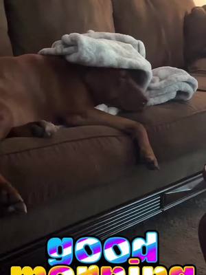 A post by @jenniferbishop36 on TikTok caption: #fypシ #dogsoftiktok #doggydaycare #pitbullsoftiktok #lazyday 