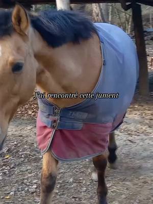 A post by @mathildenoisette20 on TikTok caption: #poney #equitation #fyp #viral #poney #trend 