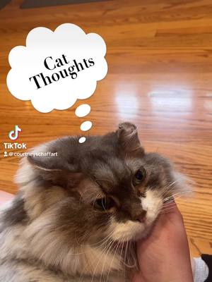 A post by @charlie_the_workout_cat on TikTok caption: Charlie LOVES his pats😂😍 #cutecat #catthoughts #charlietheworkoutcat #siberian #foryoupage #fyp 