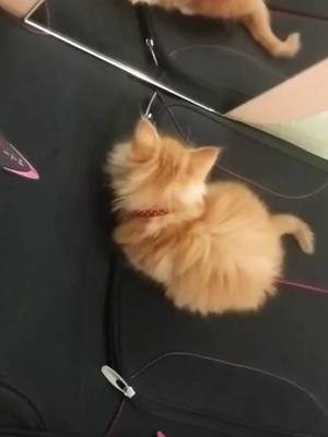 A post by @mainecoonclips on TikTok caption: He does not know😂 .. Follow: @mainecoonclips, for the cutest content of Cats you can find! .. #cats #catsofinstagram #cat #of #catstagram #instagram #catlover #catlife #catlovers #instacat #pets #kitten #meow #kittens #catoftheday #kitty #Love #cute #pet #animals #dogs #gatos #world #gato #petsofinstagram #kittensofinstagram #cutecats #catlove #adoptdontshop #bhfyp