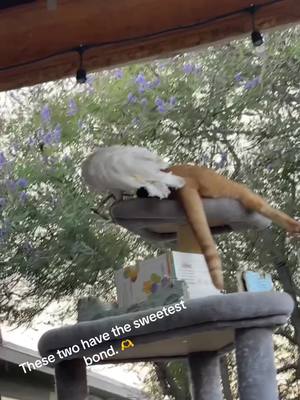 A post by @ltomp88 on TikTok caption: #taylorthecockatoo #simbathecat #lifeonthefarm 