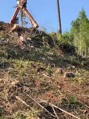 A post by @davismcelroy on TikTok caption: Big wood big bolders #idaho #logging #thuderbird50 #hoffmanboots #foryou 