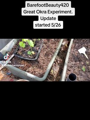 A post by @kamishamaynard on TikTok caption: The Great Okra Experiment continues in this video the Okra's true leaves are showing and the Okra is transported to its permanent home.#Sustainability #garden #vegan #farmlife #vegetablegarden @barefootbeauty420 @The Happy Plantress @Vegan Life @vegetableplanting.uk @Sustainability for Beginners🌿 