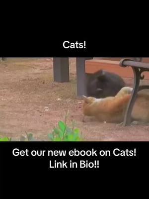 A post by @pawdexstore on TikTok caption: cats fighting #cats #catstiktok 