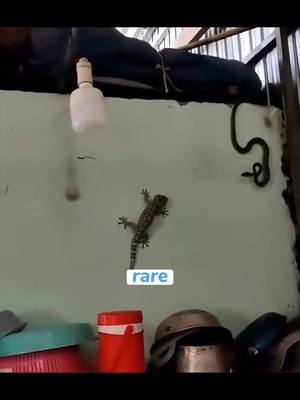 A post by @funnystory_on on TikTok caption: Duel.#foryou #animals #fyp 