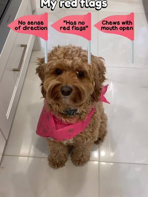 A post by @stellaella_cockapoo on TikTok caption: Sounds anout right!! Stella will run and walk in every direction 😂 she also loves to tell us how yummy her food is 😋😍 she’s *perfect* *no red flags* 🤪 #cockapoosoftiktoks #dogsoftiktok #cockapoo #goodgirl 