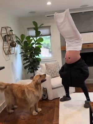 A post by @champgoldenpup on TikTok caption: Lol I pretty much have no clue im getting a baby brother soon #fyp #pregnant #goldenretriever #babymama 