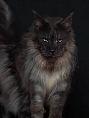 A post by @mainecoonclips on TikTok caption: Im loving it❤️ .. Follow: @mainecoonclips, for the cutest content of Cats you can find! .. #cats #catsofinstagram #cat #of #catstagram #instagram #catlover #catlife #catlovers #instacat #pets #kitten #meow #kittens #catoftheday #kitty #Love #cute #pet #animals #dogs #gatos #world #gato #petsofinstagram #kittensofinstagram #cutecats #catlove #adoptdontshop #bhfyp