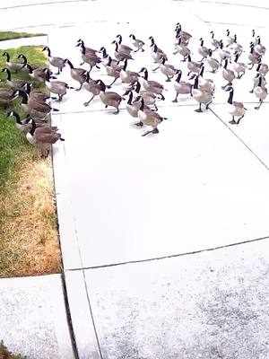 A post by @ryan_r_elliott on TikTok caption: What just happened?! #goose #starwars #march #wildlife